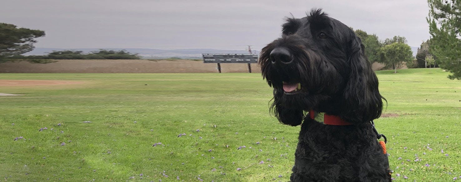 Giant schnoodle hot sale size